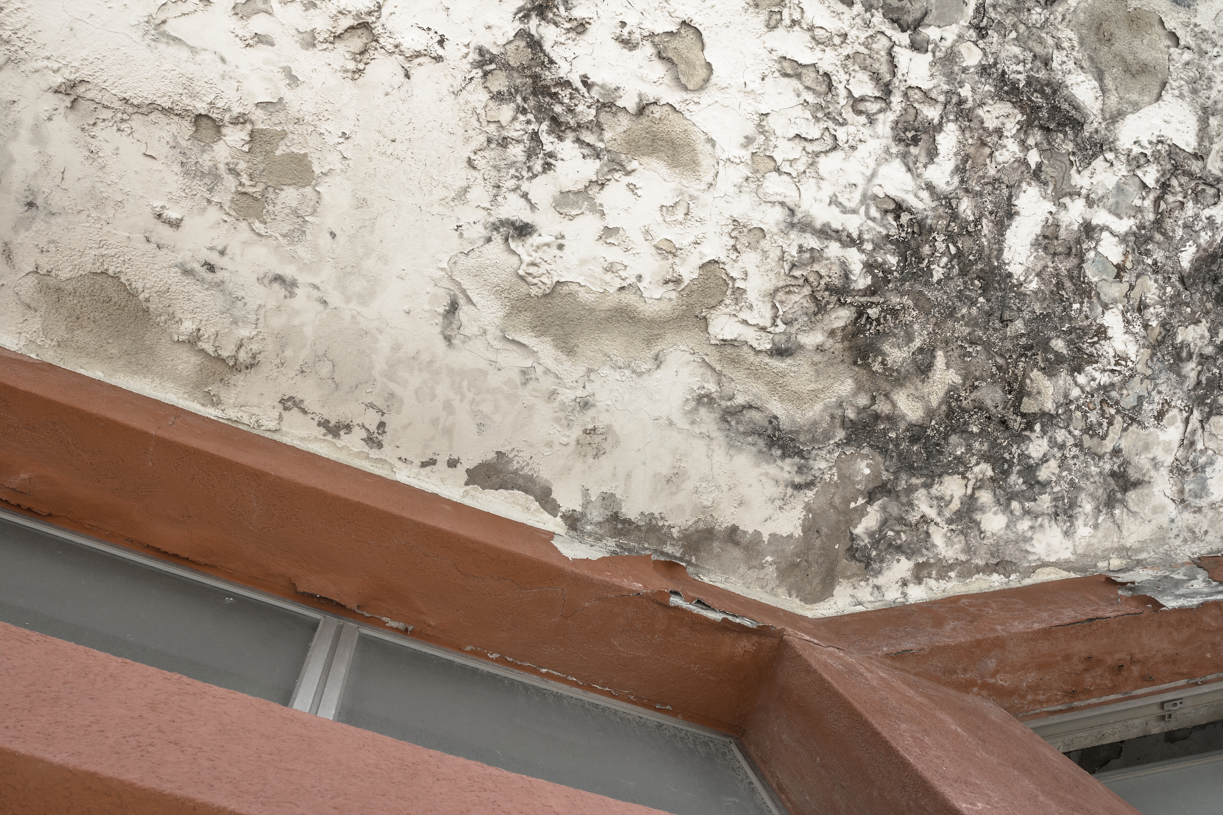 Mold-Damage-Repair--in-Redan-Georgia-mold-damage-repair-redan-georgia.jpg-image